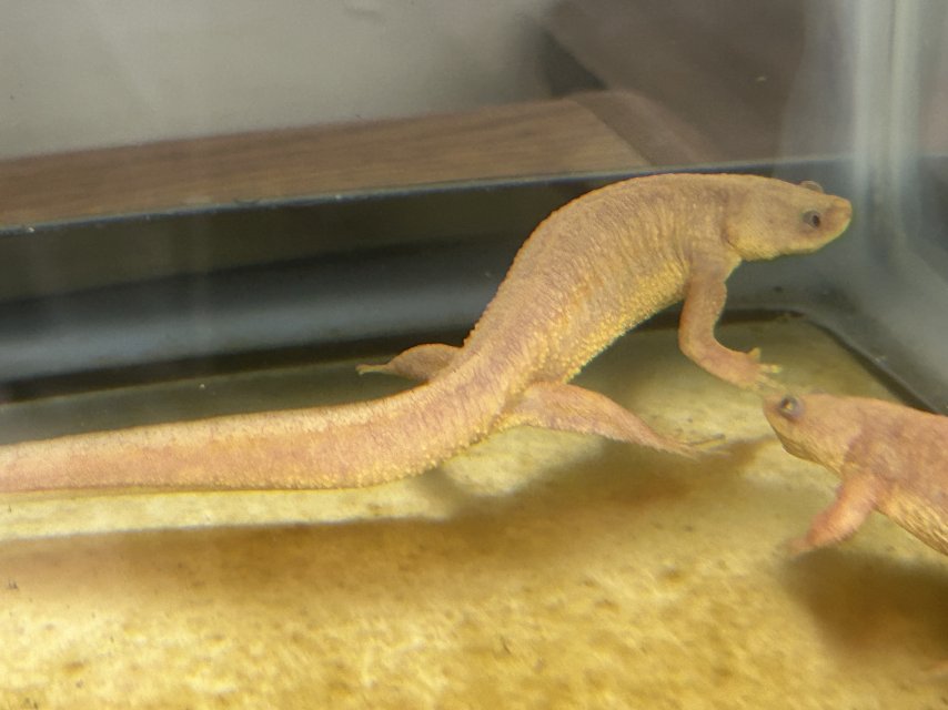 2026_07_Spanish_Ribbed_Newt.jpeg