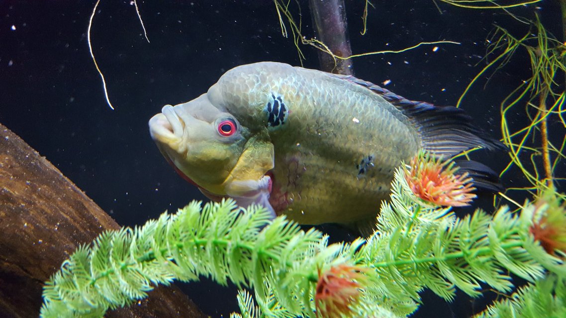 2026_07_Amphilophus_trimaculatus.jpg