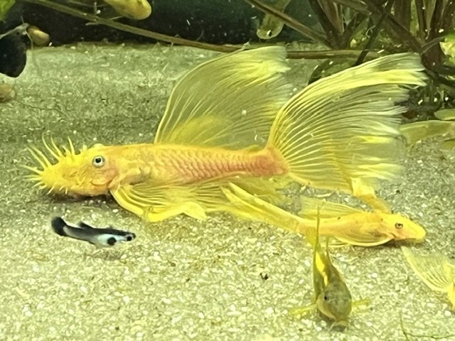 2026_08_Blue_eye_longfin_Golden_BN.jpeg