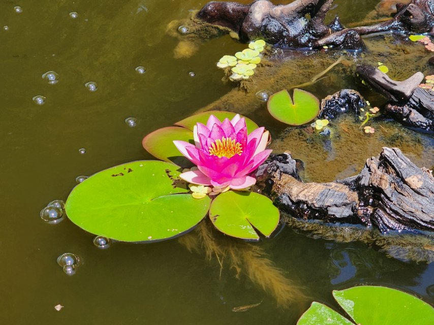 2026_08_Pink_Lily.jpg