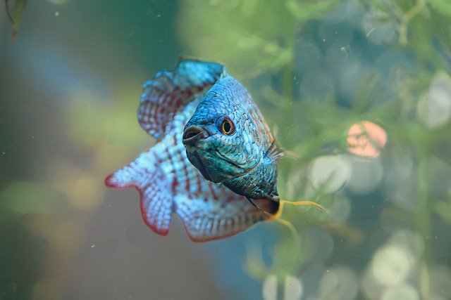 2028_08_male_gourami.jpeg