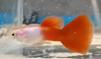 1789698619447.png