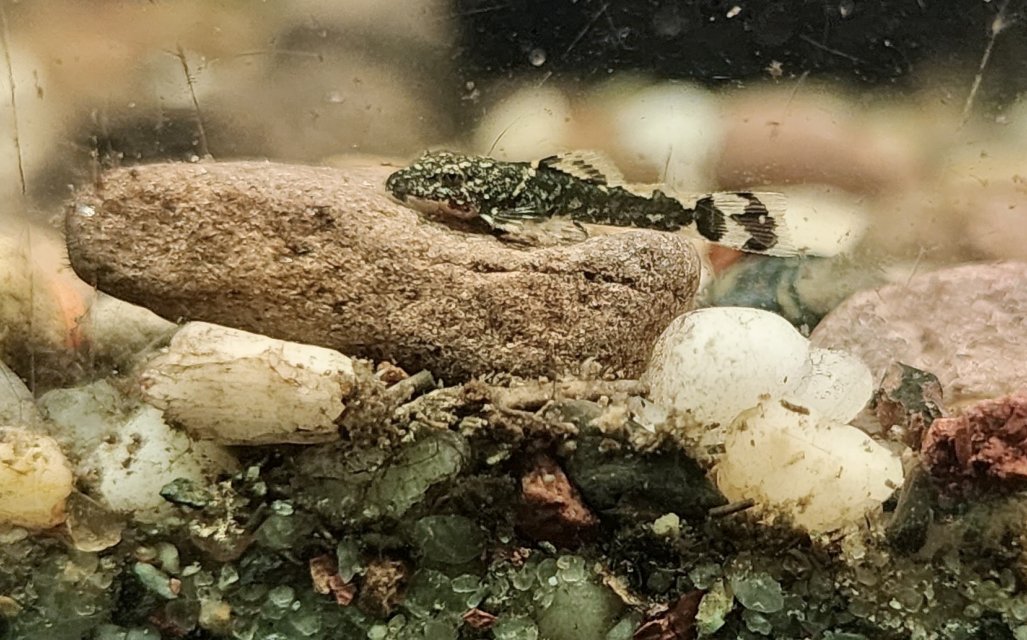 2026_10_Baby_Bristlenose_Pleco.jpg 2026_10_Baby_Bristlenose_Pleco.jpg