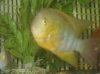 Fish - 3-19-2009 066.jpg Fish - 3-19-2009 066.jpg