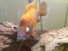 ImageUploadedByMonsterAquariaNetwork1330818508.105694.jpg ImageUploadedByMonsterAquariaNetwork1330818508.105694.jpg