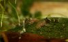 orange oto pair.jpg