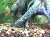 ImageUploadedByMonsterAquariaNetwork1333675537.735707.jpg ImageUploadedByMonsterAquariaNetwork1333675537.735707.jpg