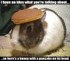 bunny pancake head.jpg