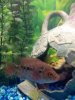 ImageUploadedByMonsterAquariaNetwork1335746083.351540.jpg