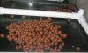 Hydrotonix clay balls.jpg Hydrotonix clay balls.jpg
