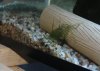 tropheops fry (800x571).jpg
