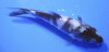 SHIRO UTSURI_STANDARD FIN_4IN-02.jpg SHIRO UTSURI_STANDARD FIN_4IN-02.jpg