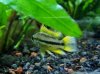 apistogramma cacatuoides orange flash .jpg