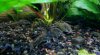bearded cories.jpg