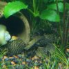 long fin x malboro red.jpg