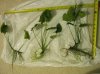 Anubias barteri.jpg