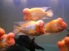 midas cichlids 2.jpg