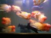 midas cichlids.jpg