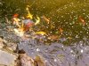 koi feeding.jpg koi feeding.jpg