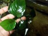 anubia barterii round leaf (800x600).jpg