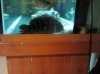 Jag_Cichlid.jpg Jag_Cichlid.jpg