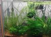 fish room 11-03-2012 pic#4 Planted with puffer.jpg