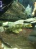 ImageUploadedByMonsterAquariaNetwork1353556429.188933.jpg ImageUploadedByMonsterAquariaNetwork1353556429.188933.jpg