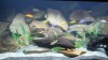 fish_around_feeding_time_2.jpg fish_around_feeding_time_2.jpg