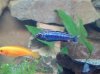 1auratus_or_johanni.jpg 1auratus_or_johanni.jpg
