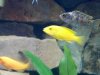 Marbled fish unknown 2.jpg Marbled fish unknown 2.jpg