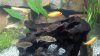 marbled_and_striped_fish_unknown.jpg marbled_and_striped_fish_unknown.jpg