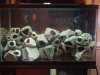 Cichlid Stones 29G.jpg