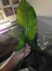 ImageUploadedByMonsterAquariaNetwork1370925738.207425.jpg