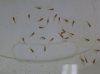 Eueka Red Fry.jpg