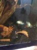 ImageUploadedByMonsterAquariaNetwork1371867706.902025.jpg ImageUploadedByMonsterAquariaNetwork1371867706.902025.jpg