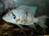 Ptychochromis oligacanthus.jpg Ptychochromis oligacanthus.jpg