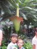 Corpse Flower.jpg