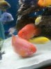 Blood Parrots.jpg Blood Parrots.jpg
