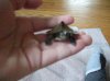 squirt 1.jpg squirt 1.jpg