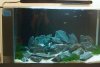 rock tank.jpg rock tank.jpg