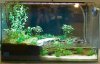 Palladarium arlene medium.jpg Palladarium arlene medium.jpg
