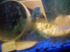 corys laying eggs.jpg corys laying eggs.jpg