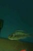 ImageUploadedByMonsterAquariaNetwork1385338253.403399.jpg