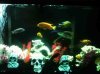 ImageUploadedByMonsterAquariaNetwork1386726866.703998.jpg