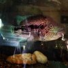 ImageUploadedByMonsterAquariaNetwork1387319000.296390.jpg ImageUploadedByMonsterAquariaNetwork1387319000.296390.jpg