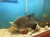 PACU.jpg PACU.jpg