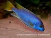 Yellow Tail Acei .jpg