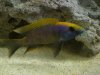 Fish Breeding_0956.jpg Fish Breeding_0956.jpg