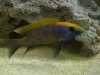 Fish Breeding_0956.jpg