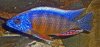 Twain Reef Profile 1.jpg Twain Reef Profile 1.jpg